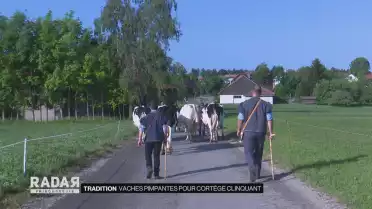 Vaches pimpantes pour cortège clinquant