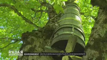 Des ruchers sauvages pour plus de biodiversité
