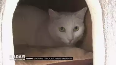 Pénurie de places dans les pensions