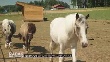 Découvrir les animaux de la ferme