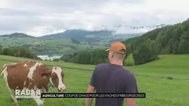 Coup de chaud pour les vaches fribourgeoises