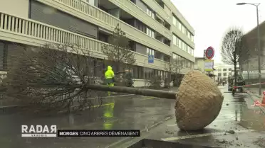 Cinq arbres déménagent
