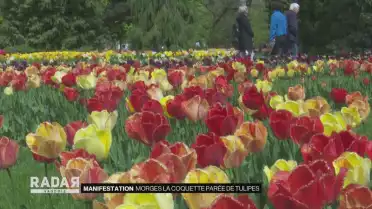 Morges la coquette parée de tulipes