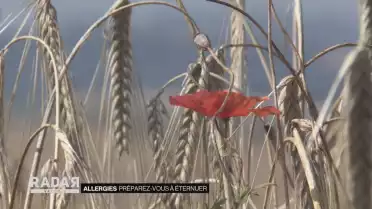 Allergies: préparez-vous à éternuer