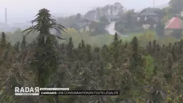Une consommation de cannabis en toute légalité