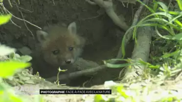Photographie : face-à-face avec la nature
