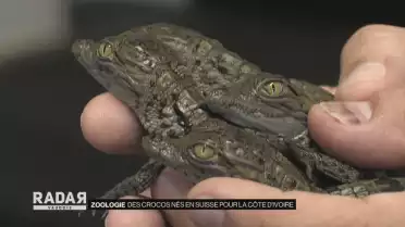 Des crocos nés en Suisse pour la Côte d&#039;Ivoire