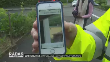 Surveillance accrue du moustique tigre