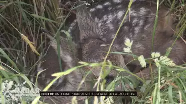 Best of : un drone pour sauver les faons de la faucheuse