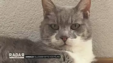 Elle babysitte vos félins