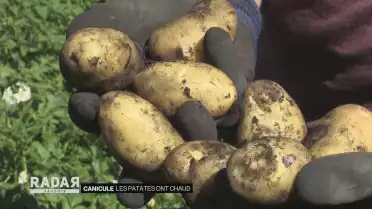 Canicule, les patates ont chaud