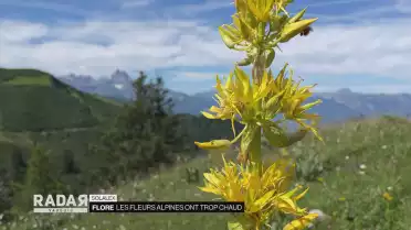 Les fleurs alpines ont trop chaud