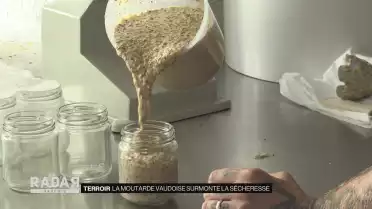 La moutarde vaudoise a surmonté la sécheresse
