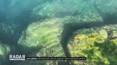Des moules, des algues et des poissons morts