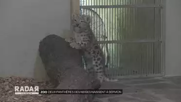 Deux panthères des neiges naissent à Servion