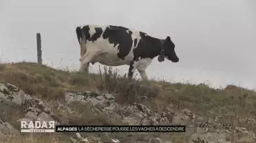 La sécheresse pousse les vaches à descendre