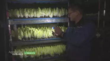 Zoom sur l&#039;endive
