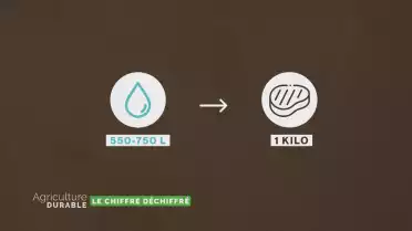 Le chiffre déchiffré - L&#039;eau et la viande bovine