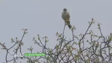 Dossier du mois - La biodiversité