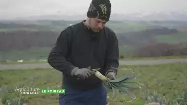 Zoom sur le poireau