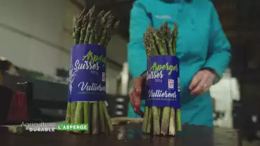 Zoom sur l&#039;asperge