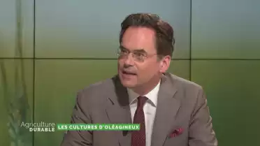 Les cultures oléagineuses