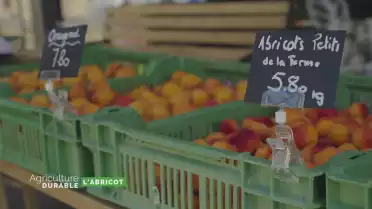Zoom sur l&#039;abricot