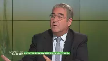 Lutte biologique dans la vigne