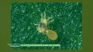 Dossier du mois - La lutte biologique dans la vigne