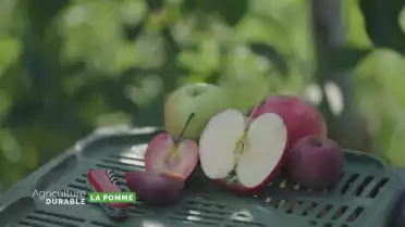 Zoom sur la pomme