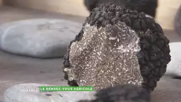 Le marché aux truffes de Bonvillars