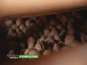 Zoom sur la pomme de terre