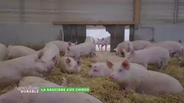 Zoom sur la saucisse aux choux - Le porc