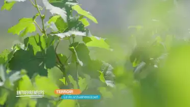 TERROIR: Le vin, un business à part