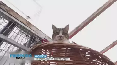 Adoption d&#039;animaux: Lumpi et Titoune attendent un foyer