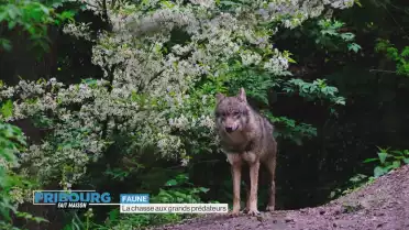 Tirs de loups préventifs autorisés