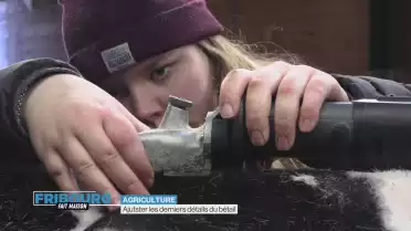 Ajutster les derniers détails du bétail