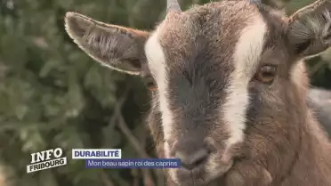 Mon beau sapin roi des caprins