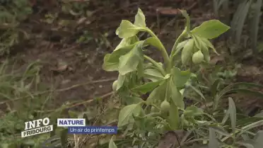 Un air de printemps a soufflé sur le canton