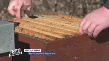 Retour précoce des pollens