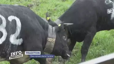 Des reines dans l&#039;arène