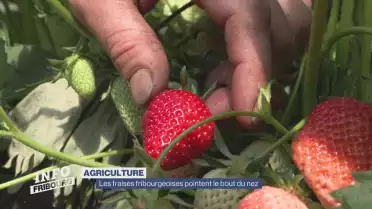 Les fraises fribourgeoises pointent le bout du nez
