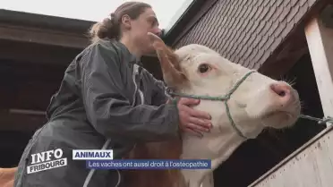 Les vaches ont aussi droit à l&#039;ostéopathie