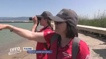 Lieu de nidification sous étroite surveillance