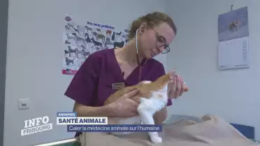 Des vétérinaires toujours plus spécialisés