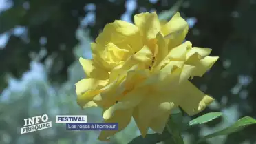 Les roses à l&#039;honneur à Estavayer