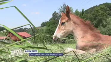 Deux pouliches pour le prix d&#039;une