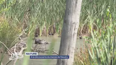 À la découverte du marais de Naudry