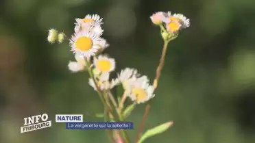 La vergerette sur la sellette !