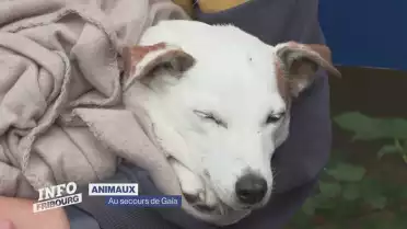 Un chien sauvé après avoir passé 48h dans un tuyau